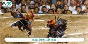 Mẹo đá gà EV99 luôn thắng