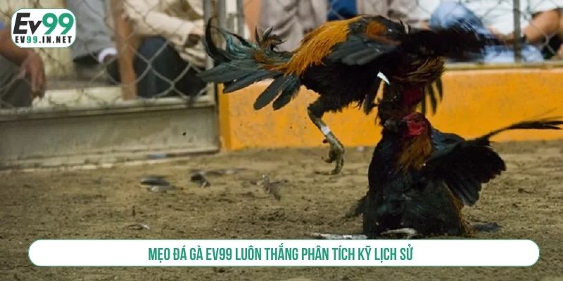 Mẹo Đá Gà EV99 Luôn Thắng - Chinh Phục Mọi Trường Đấu Mẹo đá gà EV99 luôn thắng phân tích kỹ lịch sử