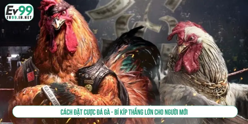 Cách Đặt Cược Đá Gà Và Bí Kíp Thắng Lớn Cho Người Mới Cách đặt cược đá gà - Bí kíp thắng lớn cho người mới